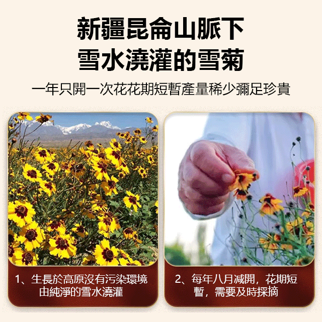 【降三高】菊中珍品昆侖雪菊，高效降血脂、軟化血管、去除體內垃圾，達到人體的體液平衡
